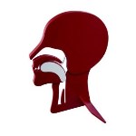 Cutaway model of the head