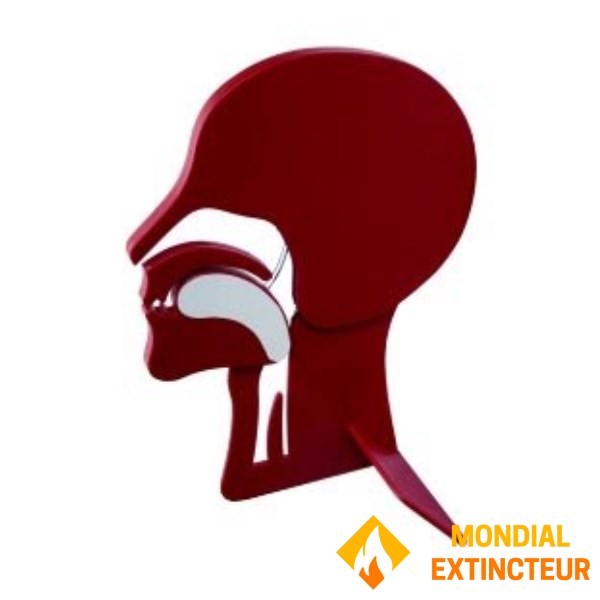 Maquette de tête en coupe